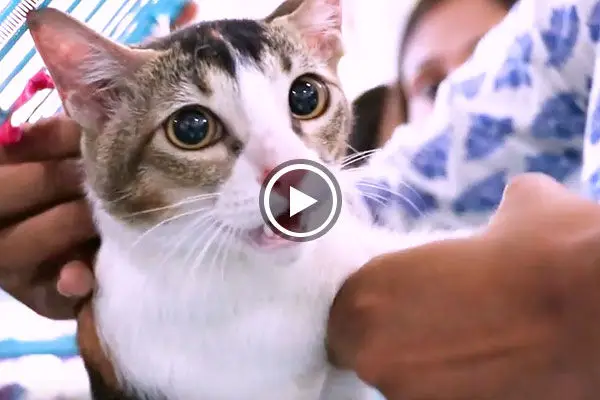 BookASmile & World For All Adoptathon 2017