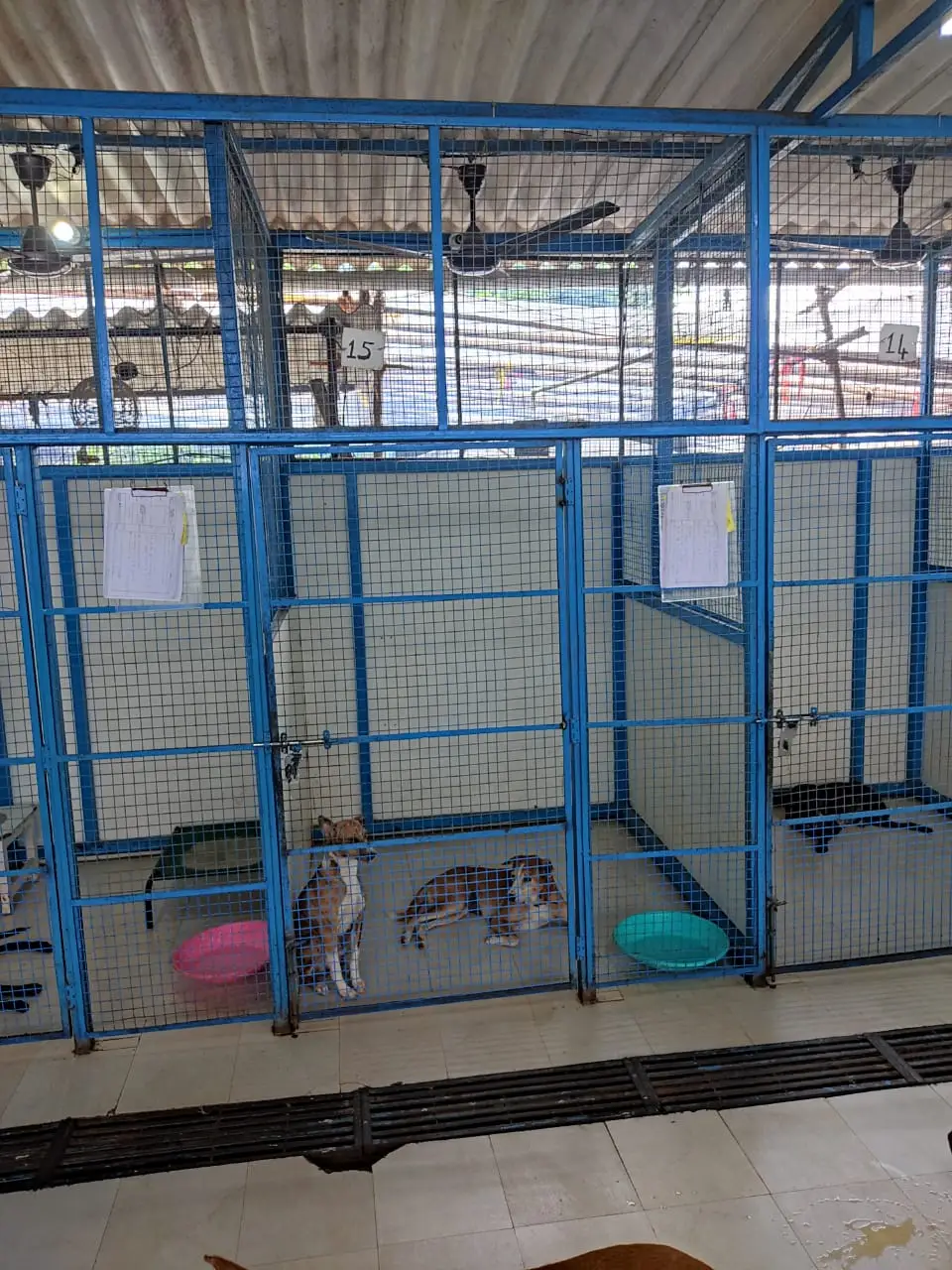 Animal Welfare Program ΓÇô Expansion of Animal Birth Control Ward at Canine Centre