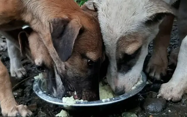 COVID-19 Relief: Animal Feeding Program