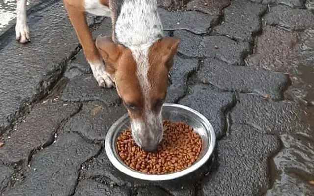 Animal Feeding Program