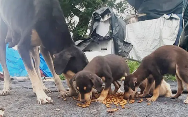 Animal Welfare Program