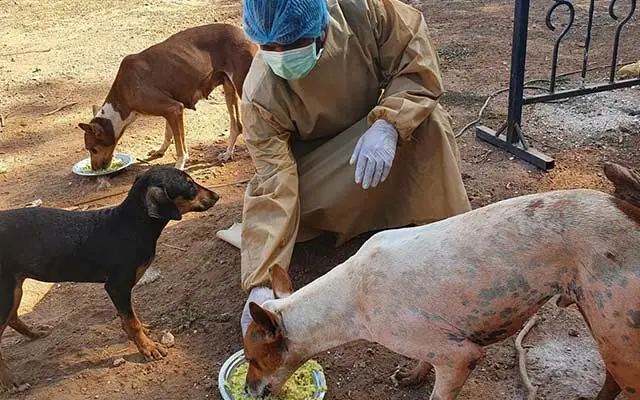 COVID-19 Relief ΓÇô Animal Feeding Program