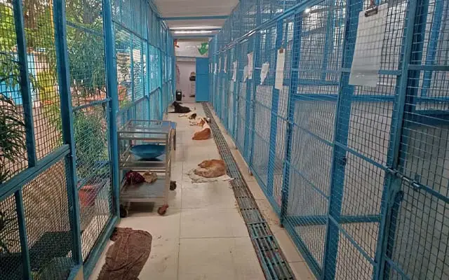 Animal Welfare - Construction of Canine Nursing Home