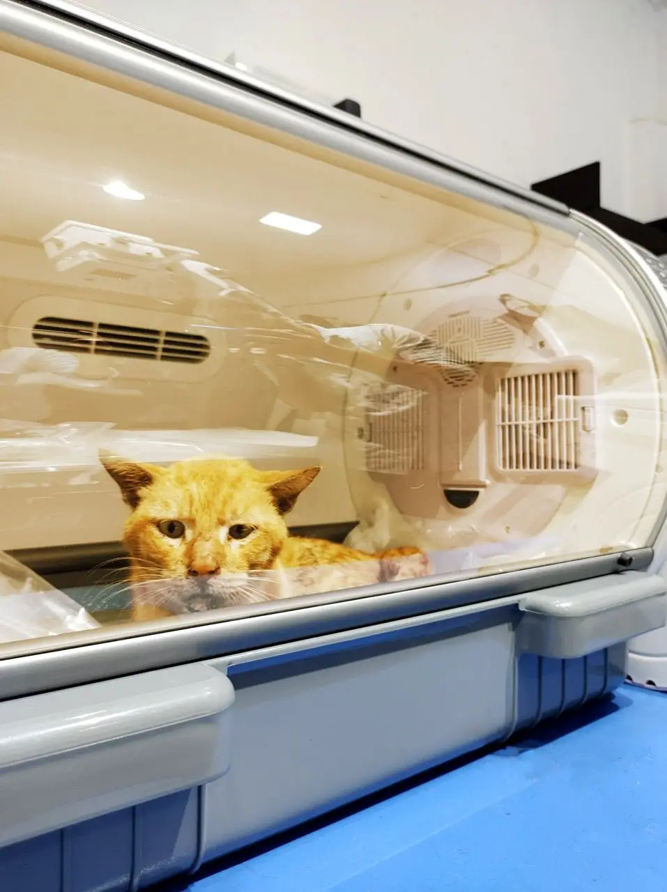 Animal Welfare ΓÇô Incubator for Stray Infant Animals