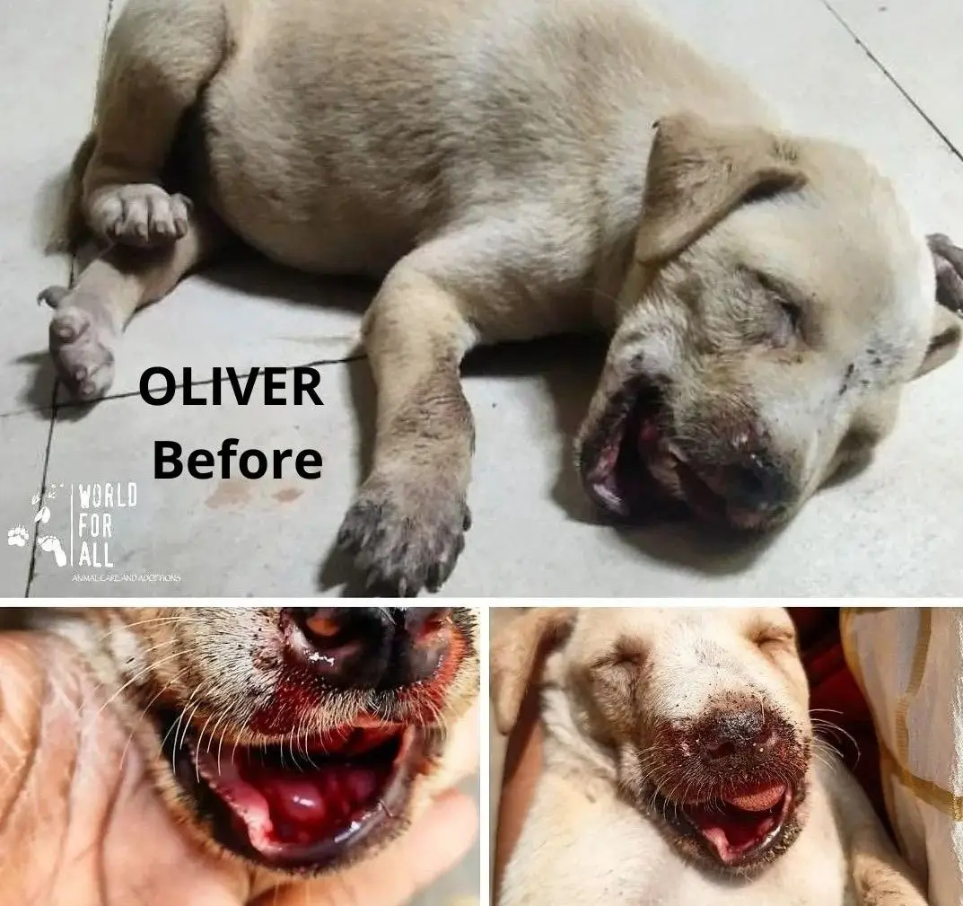 Animal Welfare - Jaw Wiring Surgery for Oliver