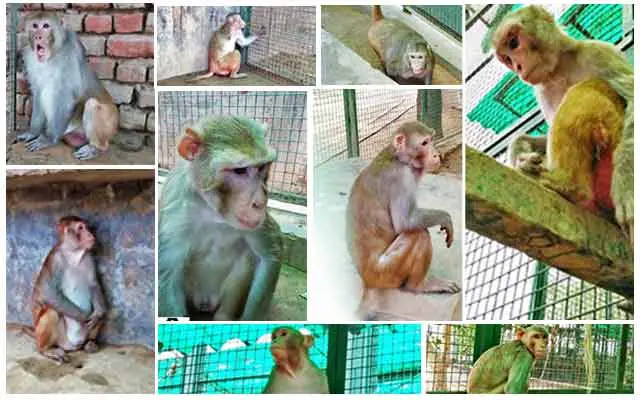 Animal Welfare